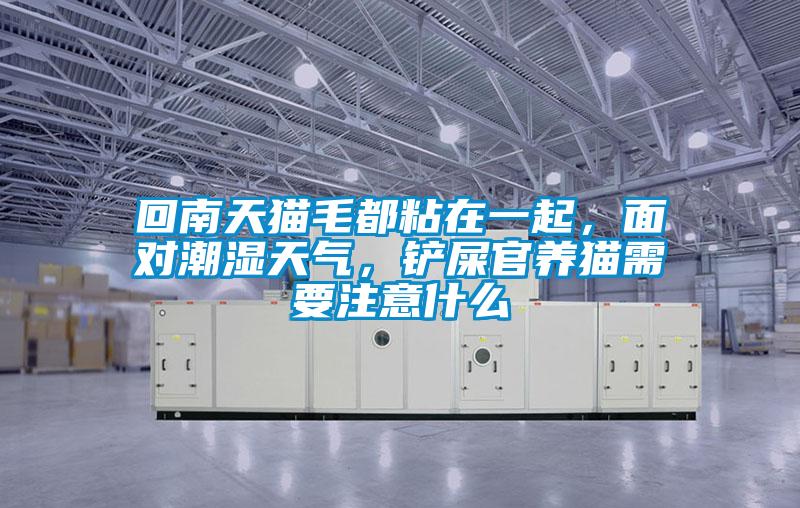 回南天貓毛都粘在一起，面對潮濕天氣，鏟屎官養(yǎng)貓需要注意什么