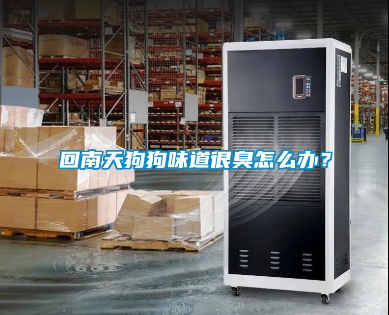 回南天狗狗味道很臭怎么辦？