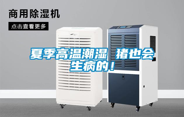 夏季高溫潮濕 豬也會(huì)生病的！
