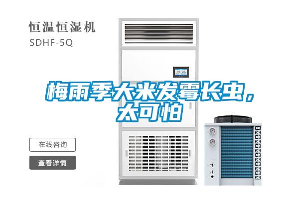 梅雨季大米發(fā)霉長蟲，太可怕