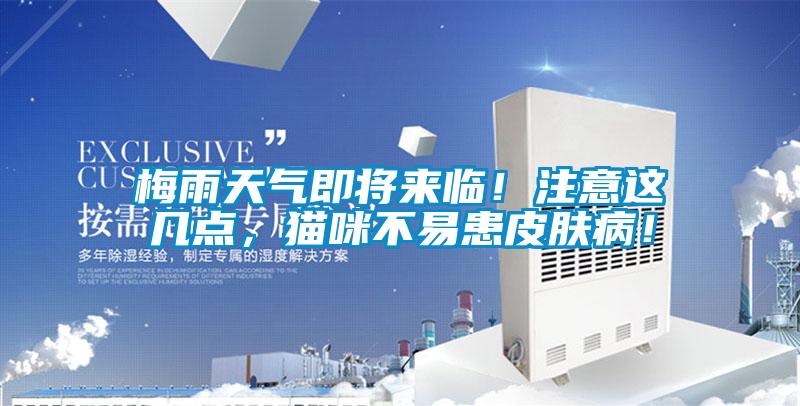 梅雨天氣即將來(lái)臨！注意這幾點(diǎn)，貓咪不易患皮膚病！