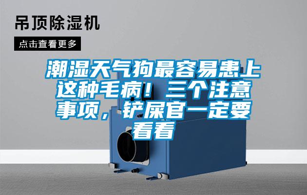 潮濕天氣狗最容易患上這種毛?。∪齻€(gè)注意事項(xiàng)，鏟屎官一定要看看