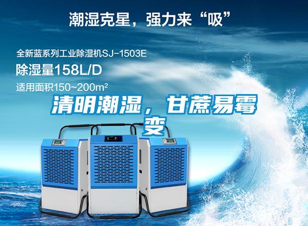 清明潮濕，甘蔗易霉變