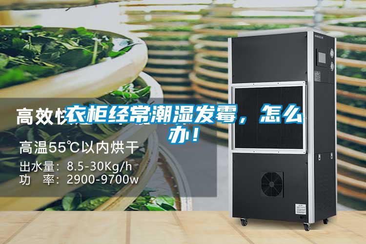 衣柜經(jīng)常潮濕發(fā)霉，怎么辦！