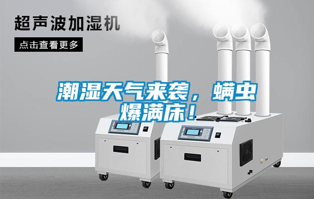 潮濕天氣來襲，螨蟲爆滿床！