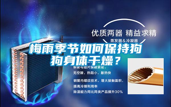 梅雨季節(jié)如何保持狗狗身體干燥？