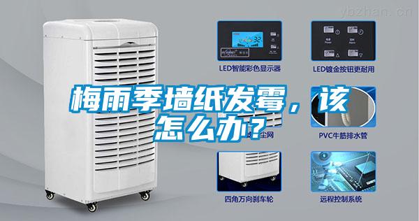 梅雨季墻紙發(fā)霉，該怎么辦？