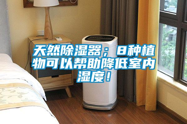 天然除濕器；8種植物可以幫助降低室內(nèi)濕度！