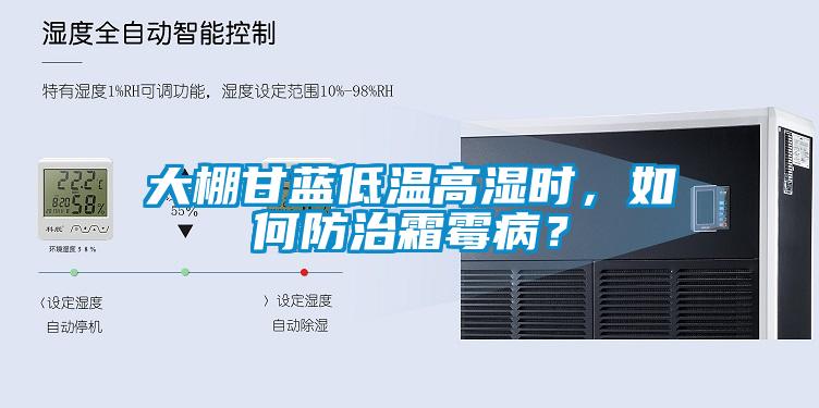 大棚甘藍低溫高濕時，如何防治霜霉病？
