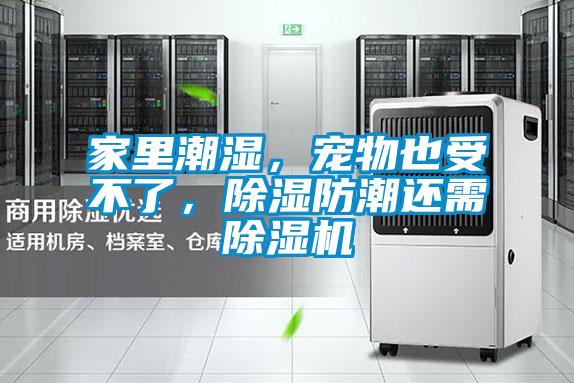 家里潮濕，寵物也受不了，除濕防潮還需除濕機