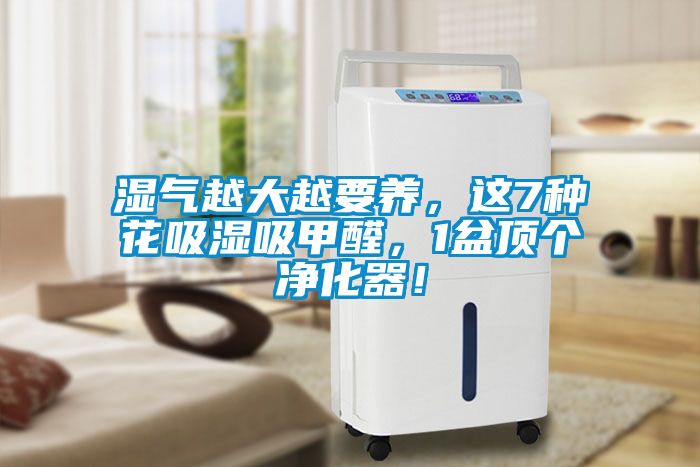 濕氣越大越要養(yǎng)，這7種花吸濕吸甲醛，1盆頂個凈化器！